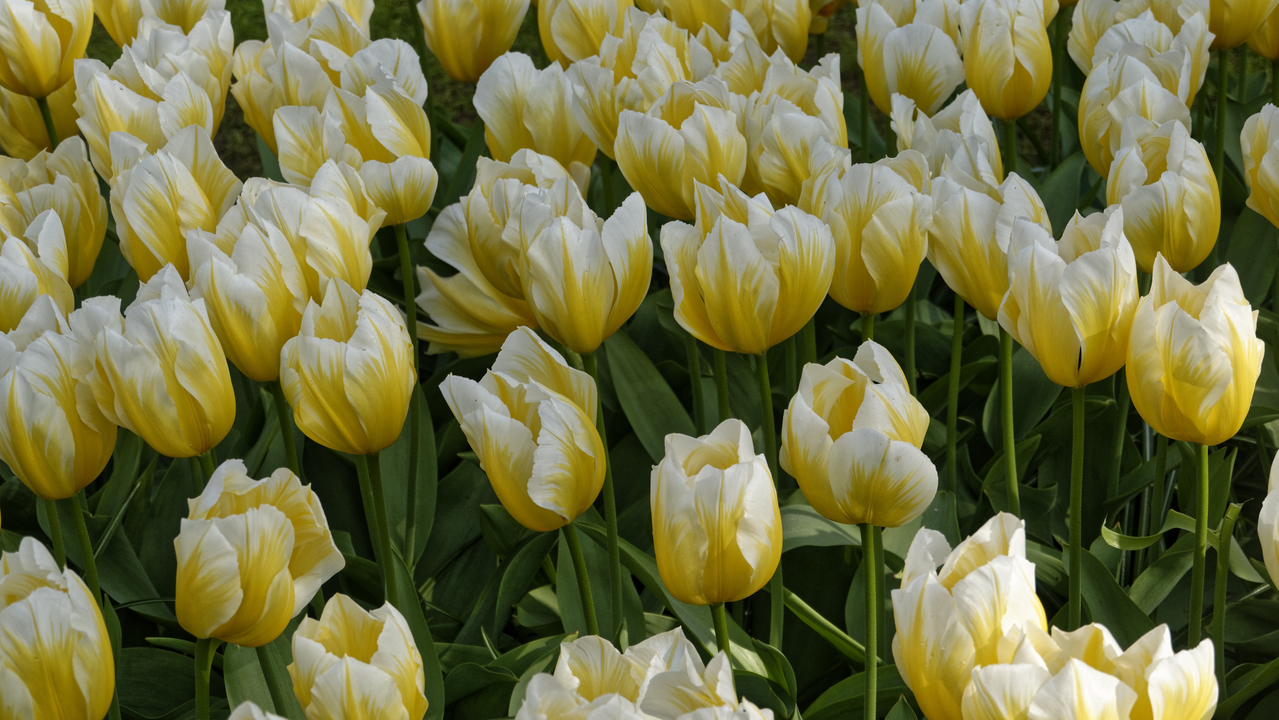 20140423 102805 Keukenhof Gardens, Lisse, South Holland, Netherlands